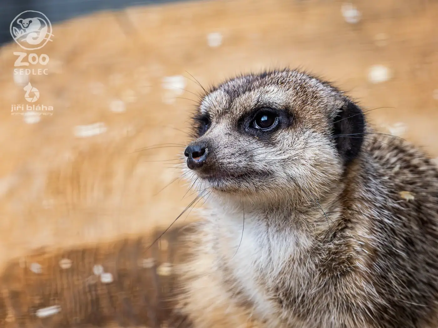 Zoo Sedlec